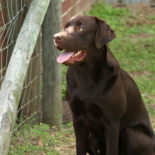 Buster Brown